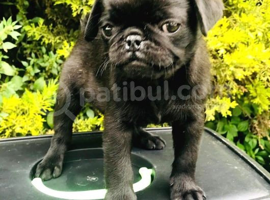Bal Surat Pug Yavrunuz görsel