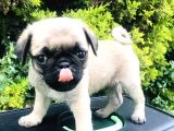 Bal Surat Pug Yavrunuz