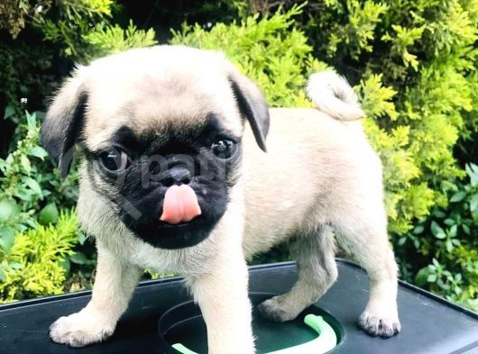 Bal Surat Pug Yavrunuz