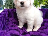 Maltese Terrier Bebeklerim