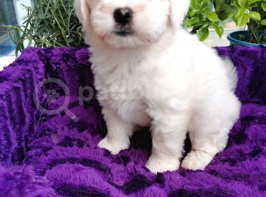 Maltese Terrier Bebeklerim görsel