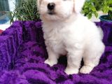 Maltese Terrier Bebeklerim