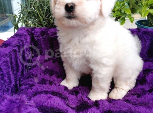 Maltese Terrier Bebeklerim görsel
