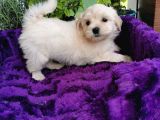 Küçük Bebeklerim Maltipoo