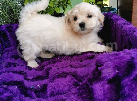 Küçük Bebeklerim Maltipoo görsel