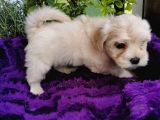 Küçük Bebeklerim Maltipoo
