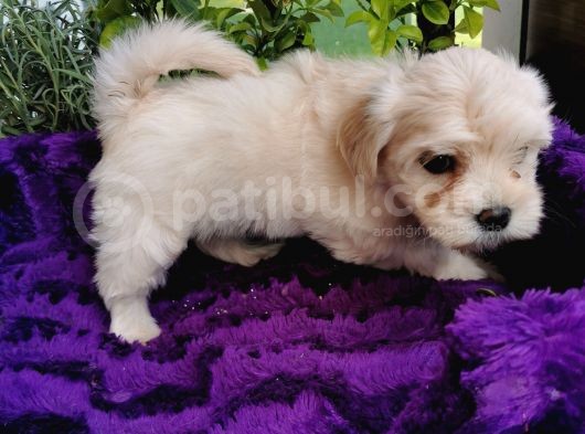 Küçük Bebeklerim Maltipoo görsel