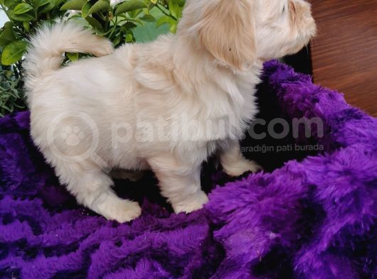 Küçük Bebeklerim Maltipoo görsel