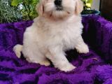 Küçük Bebeklerim Maltipoo