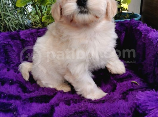 Küçük Bebeklerim Maltipoo görsel