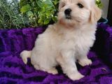 Küçük Bebeklerim Maltipoo