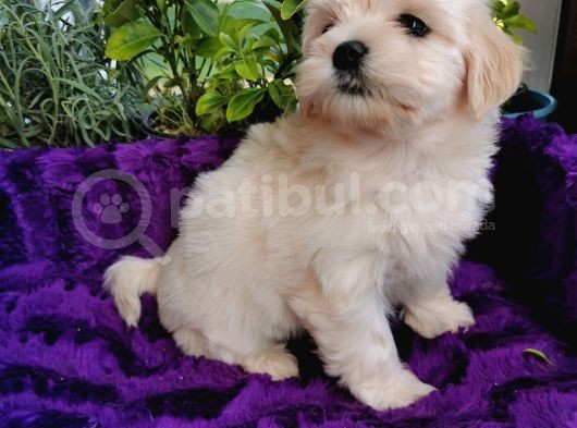Küçük Bebeklerim Maltipoo görsel
