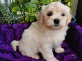 Küçük Bebeklerim Maltipoo