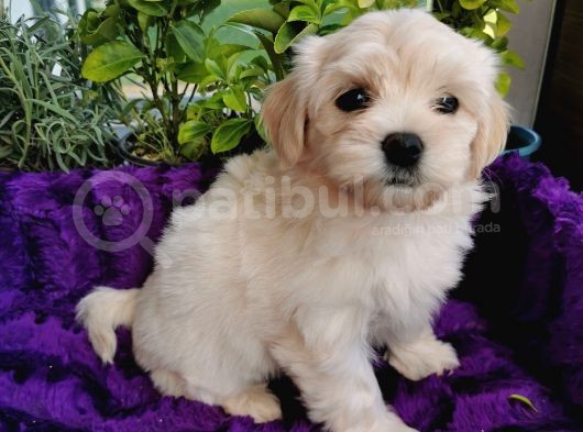Küçük Bebeklerim Maltipoo