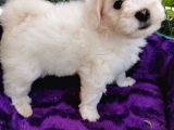 Maltese Terrier Bebeklerim