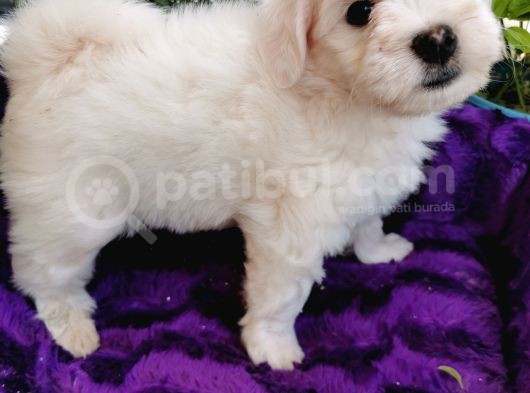 Maltese Terrier Bebeklerim