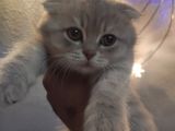Lilac Tabby Scottish Fold