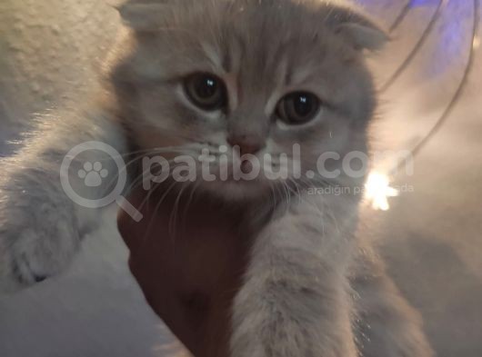 Lilac Tabby Scottish Fold görsel