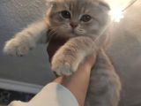 Lilac Tabby Scottish Fold