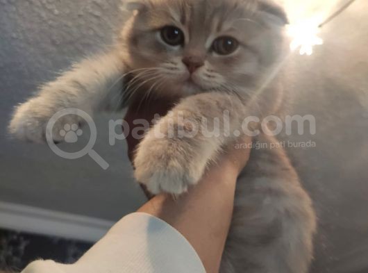 Lilac Tabby Scottish Fold