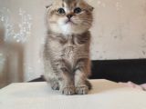 Golden Tabby ve Silver Tabby Scottish Fold Yavru