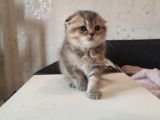 Golden Tabby Ve Silver Tabby Scottish Fold Yavru