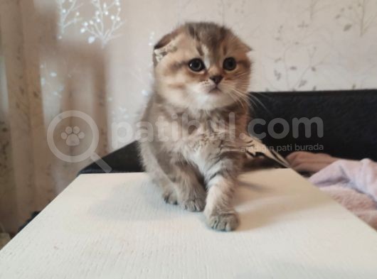 Golden Tabby Ve Silver Tabby Scottish Fold Yavru görsel