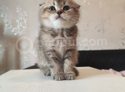 Golden Tabby Ve Silver Tabby Scottish Fold Yavru görsel