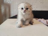 Golden Tabby Ve Silver Tabby Scottish Fold Yavru