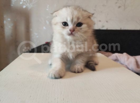 Golden Tabby Ve Silver Tabby Scottish Fold Yavru görsel