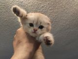 Golden Tabby Ve Silver Tabby Scottish Fold Yavru