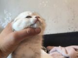 Golden Tabby Ve Silver Tabby Scottish Fold Yavru