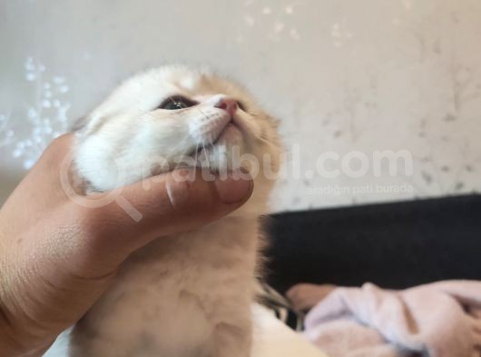 Golden Tabby Ve Silver Tabby Scottish Fold Yavru görsel