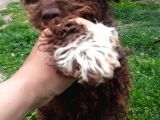 Lagotto Romagnolo Irkı Uysal Yavrumuz