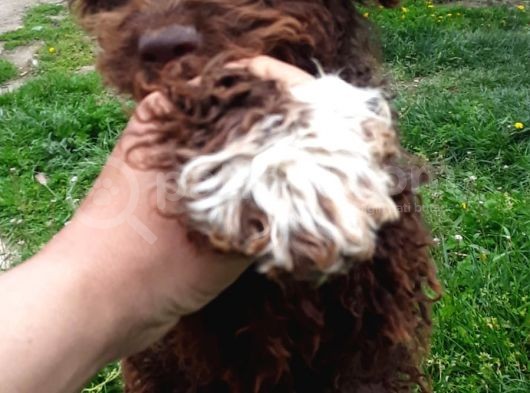 Lagotto Romagnolo Irkı Uysal Yavrumuz