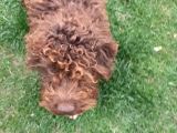Lagotto Romagnolo Irkı Uysal Yavrumuz
