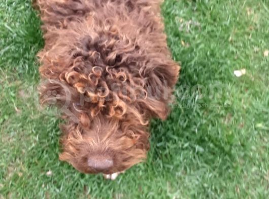 Lagotto Romagnolo Irkı Uysal Yavrumuz görsel