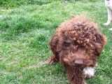 Lagotto Romagnolo Irkı Uysal Yavrumuz