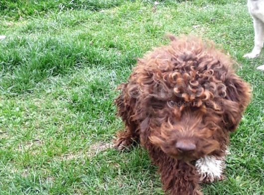 Lagotto Romagnolo Irkı Uysal Yavrumuz görsel