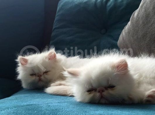 İran Persian Mavi̇ Göz Şampanya Kürk Son Derece Sağlıklı görsel