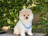 Yakışıklı Oğlumuz Pomeranian