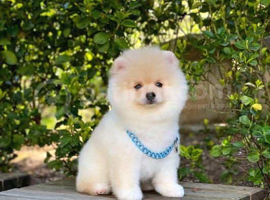 Tatlı Pomeranian Boo görsel