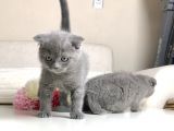 Scottish Fold Erkek Yavrular