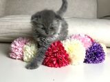 Scottish Fold Erkek Yavrular