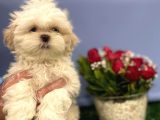 En Nadir Mavi Gözlü Shih Tzu