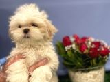 En Nadir Mavi Gözlü Shih Tzu