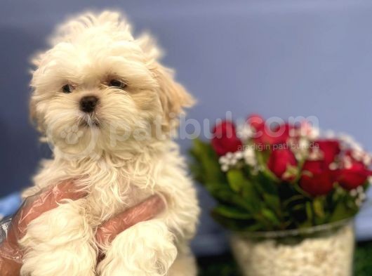 En Nadir Mavi Gözlü Shih Tzu görsel