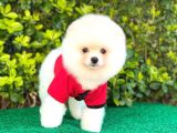 Ayı Surat Pomeranian Erkek