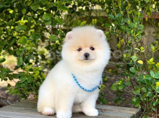 Tatlı Pomeranian Boo görsel