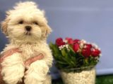 En Nadir Mavi Gözlü Shih Tzu